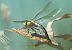 Anax imperator  - Alessandro Francolini