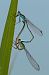 Ischnura elegans © Alessandro Francolini