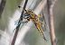 Libellula quadrimaculata © Alessandro Francolini