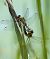 Orthetrum cancellatum © Alessandro Francolini