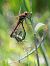 Sympetrum fonscolombii © Alessandro Francolini