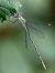 Gemeine Weidenjungfer (Chalcolestes viridis) © Alessandro Francolini