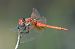 Sympetrum fonscolombii  - Alessandro Francolini