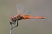 Frühe Heidelibelle (Sympetrum fonscolombii) © Alessandro Francolini