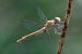 Sympetrum meridionale  - Alessandro Francolini