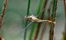 Sympetrum meridionale  - Alessandro Francolini
