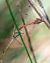 Sympetrum meridionale  - Alessandro Francolini