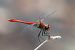Sympetrum sanguineum  - Alessandro Francolini