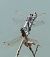 Orthetrum cancellatum © Alessandro Francolini