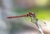 Sympetrum striolatum  - Alessandro Francolini