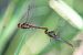 Sympetrum meridionale  - Alessandro Francolini