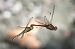 Sympetrum meridionale © Alessandro Francolini