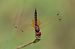 Trithemis annulata  - Alessandro Francolini