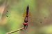 Trithemis annulata  - Alessandro Francolini