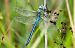 Anax imperator  - Alessandro Francolini