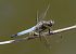 Orthetrum cancellatum  - Alessandro Francolini
