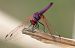 Violetter Sonnenzeiger (Trithemis annulata) © Alessandro Francolini
