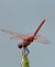 Trithemis annulata  - Alessandro Francolini