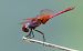 Trithemis annulata © Alessandro Francolini