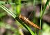 Crocothemis erythraea  - Alessandro Francolini