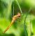Orthetrum coerulescens © Alessandro Francolini