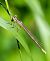 Platycnemis pennipes © Alessandro Francolini