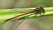 Pyrrhosoma nymphula  - Alessandro Francolini