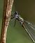 Leste verdoyant (Lestes virens) © Alessandro Francolini