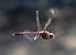 Sympetrum striolatum  - Alessandro Francolini