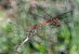 Sympetrum striolatum  - Alessandro Francolini