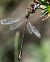 Leste barbare (Lestes barbarus) © Alessandro Francolini