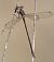 Leste verdoyant (Lestes virens) © Alessandro Francolini