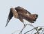 Gheppio (Falco tinnunculus) © Tiziana Ciaghi