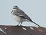 Ballerina bianca (Motacilla alba) © Tiziana Ciaghi