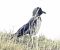 Cornacchia grigia (Corvus cornix) © Tiziana Ciaghi