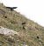 Gracchio alpino (Pyrrhocorax graculus) © Tiziana Ciaghi