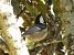 Cincia mora (Periparus ater) © Tiziana Ciaghi