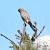 Gheppio (Falco tinnunculus) © Tiziana Ciaghi
