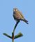 Gheppio (Falco tinnunculus) © Tiziana Ciaghi