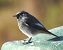 Black Redstart (Phoenicurus ochruros) © Tiziana Ciaghi