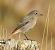 Black Redstart (Phoenicurus ochruros) © Tiziana Ciaghi