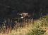 Hen Harrier (Circus cyaneus) © Tiziana Ciaghi