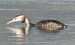 Svasso maggiore (Podiceps cristatus) © Tiziana Ciaghi