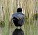 Folaga (Fulica atra) © Tiziana Ciaghi
