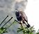 Poiana (Buteo buteo) © Tiziana Ciaghi