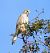 Gheppio (Falco tinnunculus) © Tiziana Ciaghi