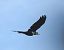 Corvo imperiale (Corvus corax) © Tiziana Ciaghi