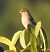 Fringuello (Fringilla coelebs) © Tiziana Ciaghi