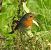 Pettirosso (Erithacus rubecula) © Tiziana Ciaghi