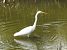 Airone bianco (Ardea alba) © Tiziana Ciaghi